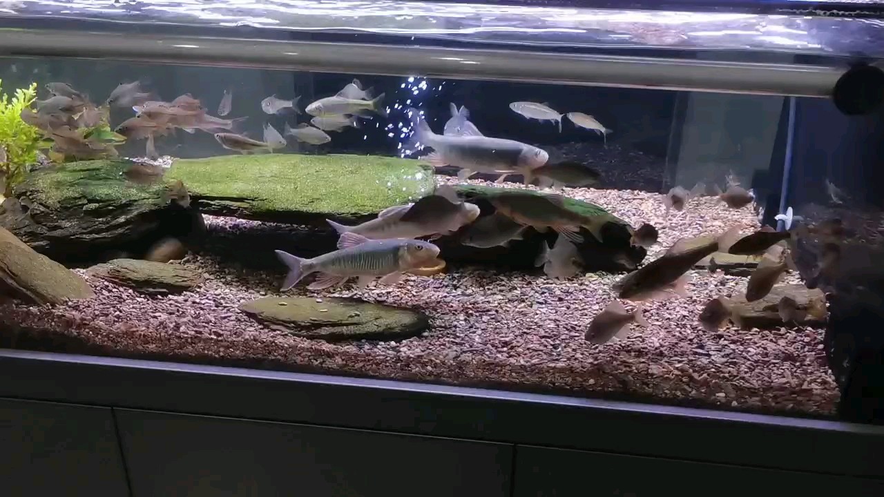 子彈頭魚缸多少升水（子彈頭魚缸加多少水） 子彈頭魚缸多少升水（子彈頭魚缸加多少水） 森森魚缸
