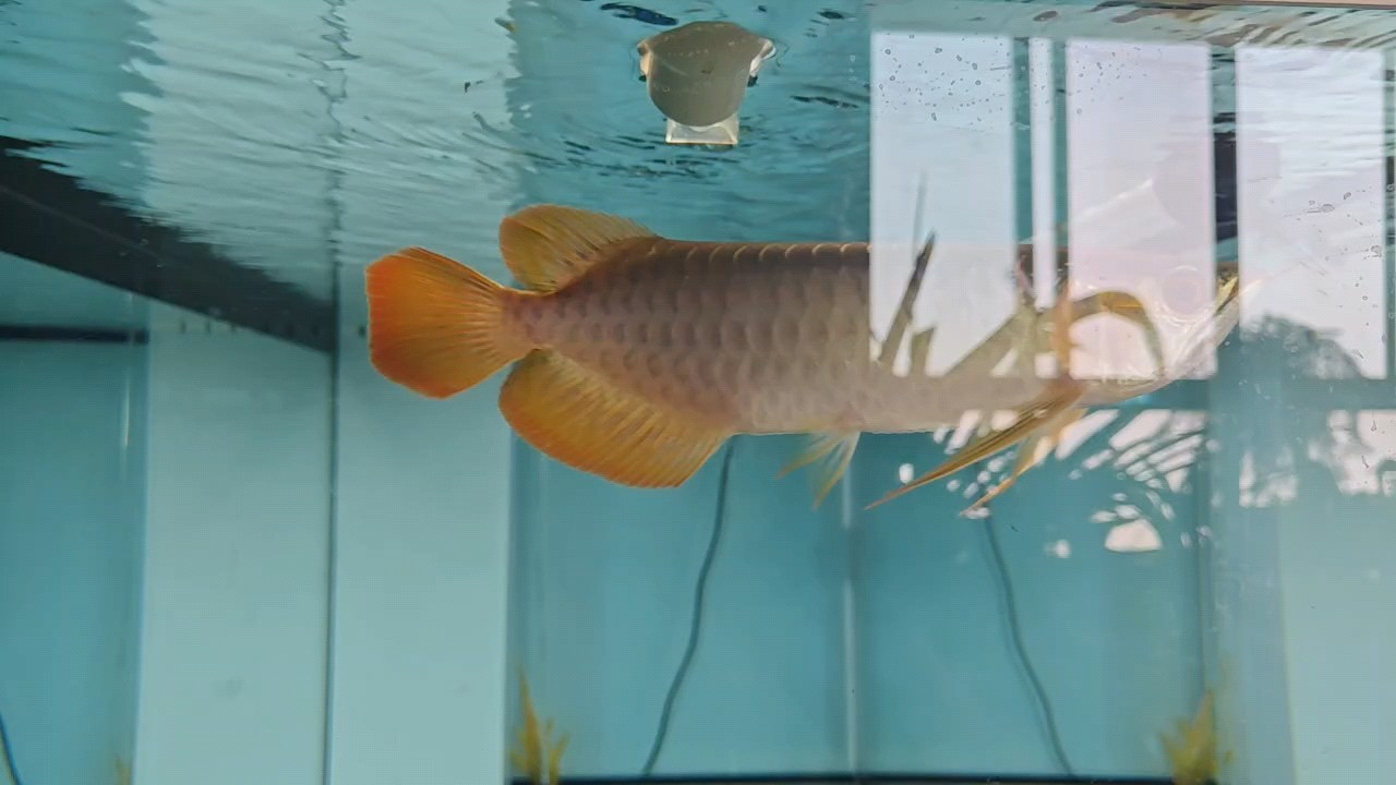 大概有個25-26吧