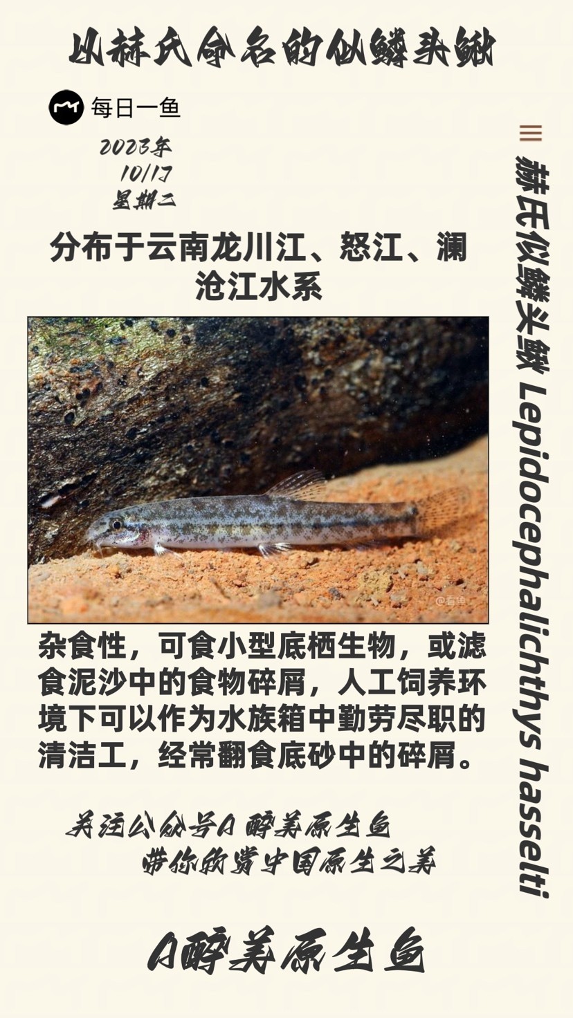 赫氏似鱗頭鰍 赫氏似鱗頭鰍 龍魚論壇