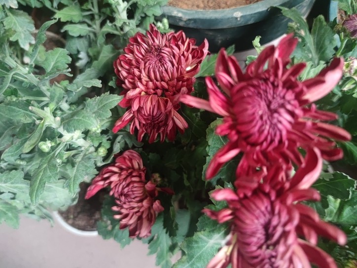 秋菊 秋菊 龍魚論壇 第1張