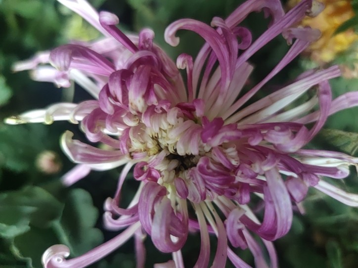 秋菊 秋菊 龍魚論壇 第2張