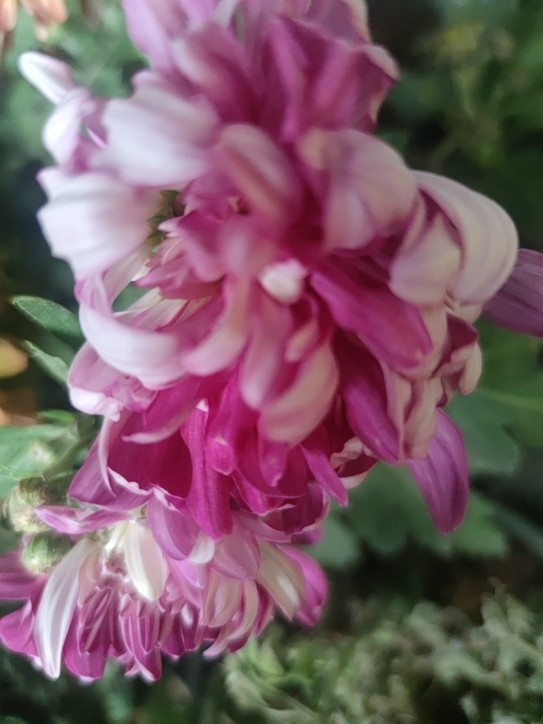 秋菊 秋菊 龍魚論壇 第3張