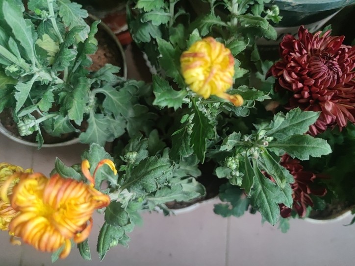 秋菊 秋菊 龍魚論壇 第4張