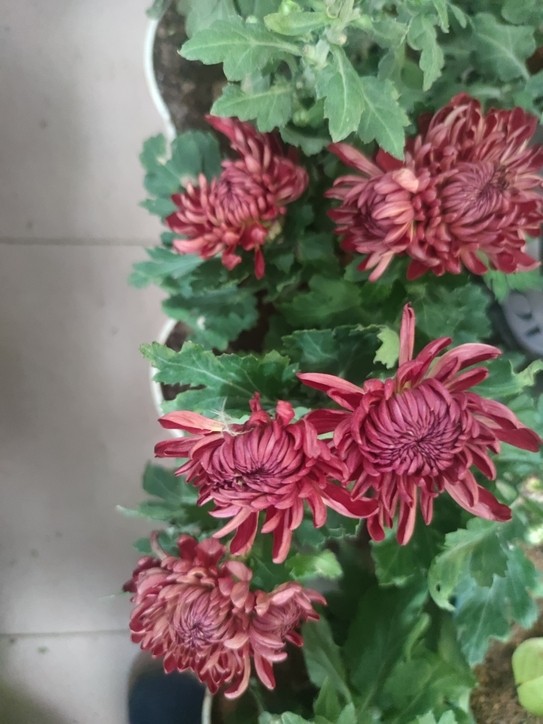 秋菊 秋菊 龍魚論壇 第6張