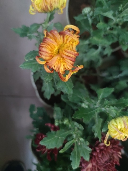 秋菊 秋菊 龍魚論壇 第7張