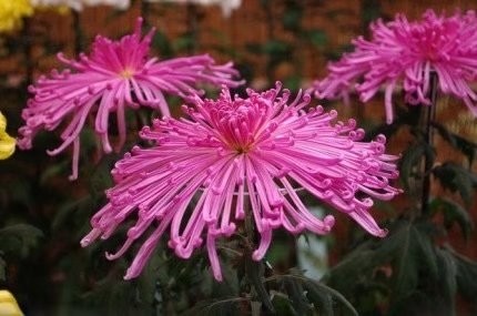 秋菊 秋菊 龍魚論壇 第8張