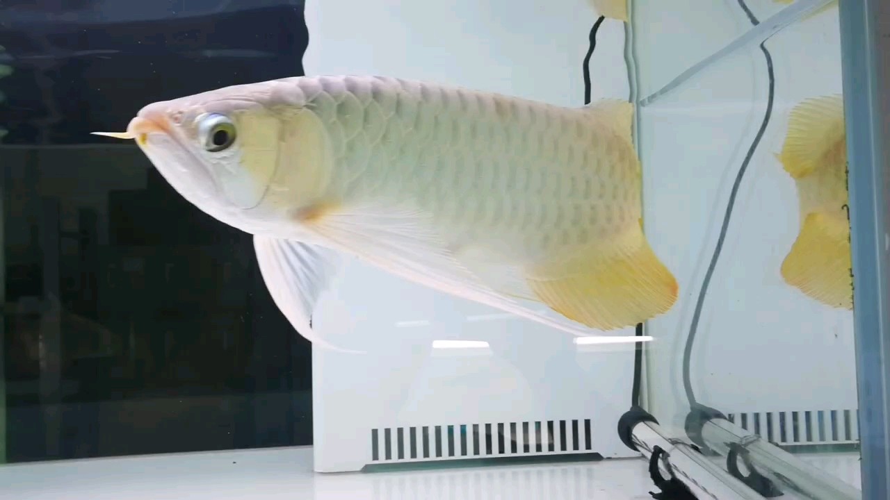 超級(jí)滑翔翼