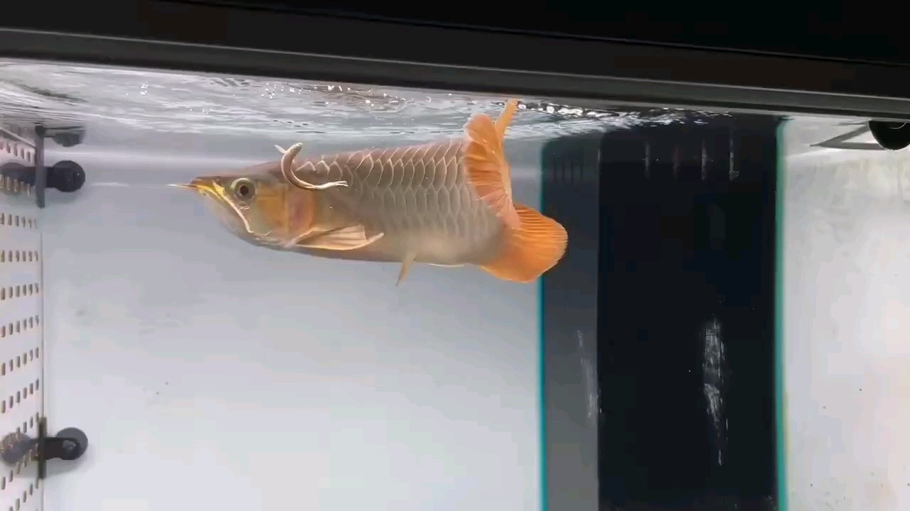 小紅龍大家看看