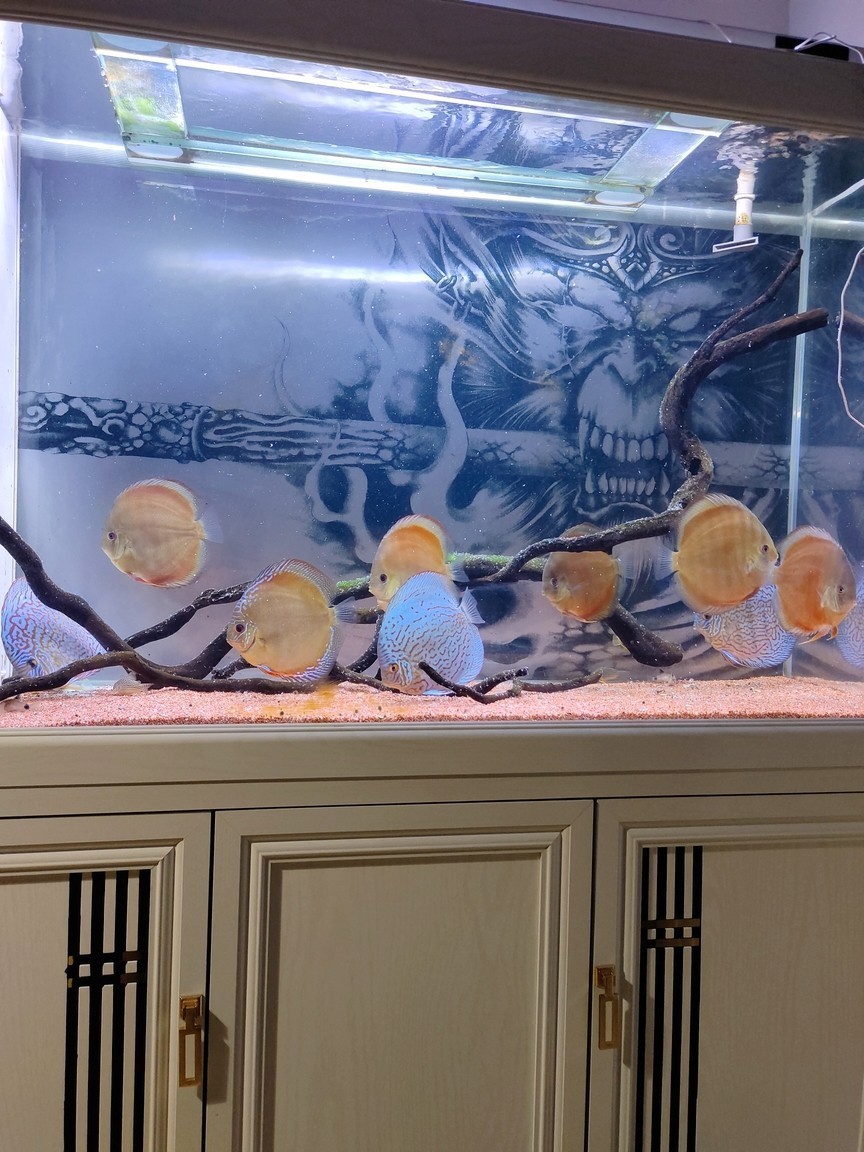 七彩其實挺好玩養的