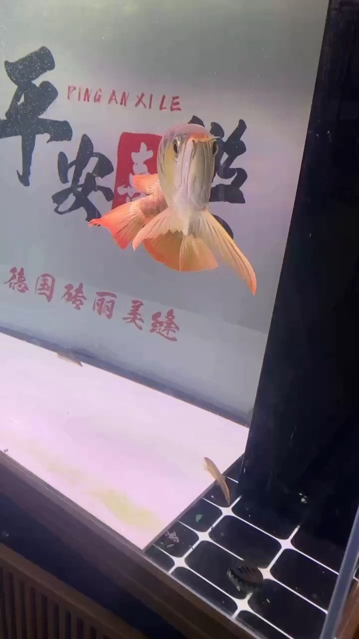 自己喜歡的龍魚