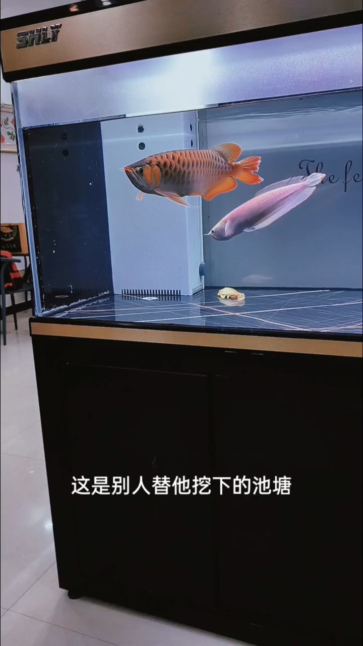 尾鰭恢復中 尾鰭恢復中 龍魚論壇