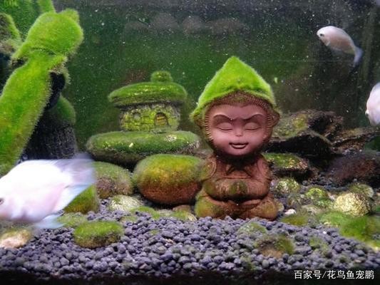 森森魚缸安裝方法（森森魚缸安裝說明）