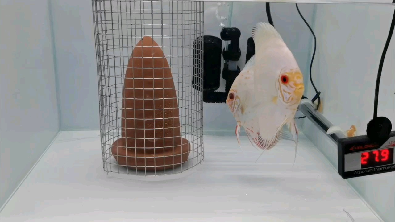 白的多么純潔