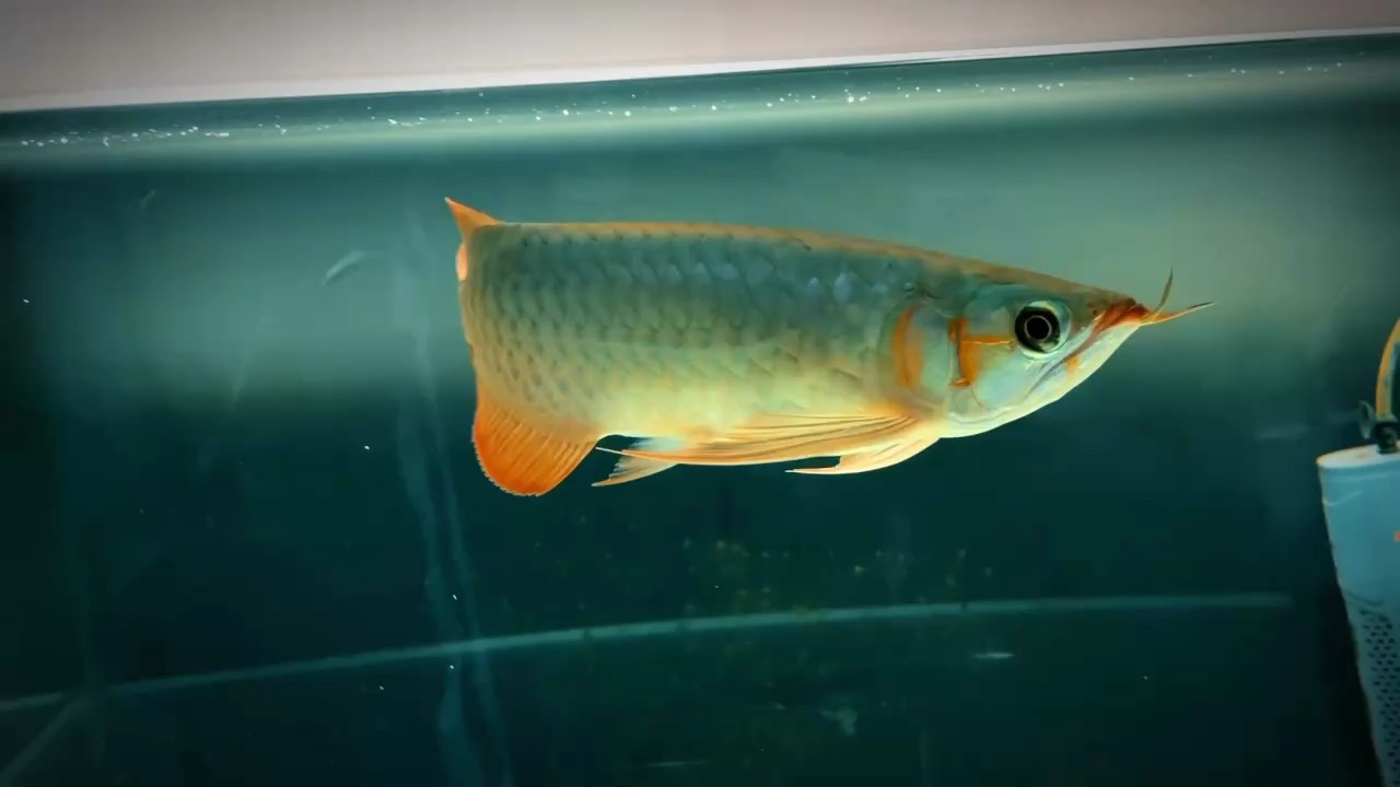 歷經四個多月 換季水溫28度 鰓蓋已有表現