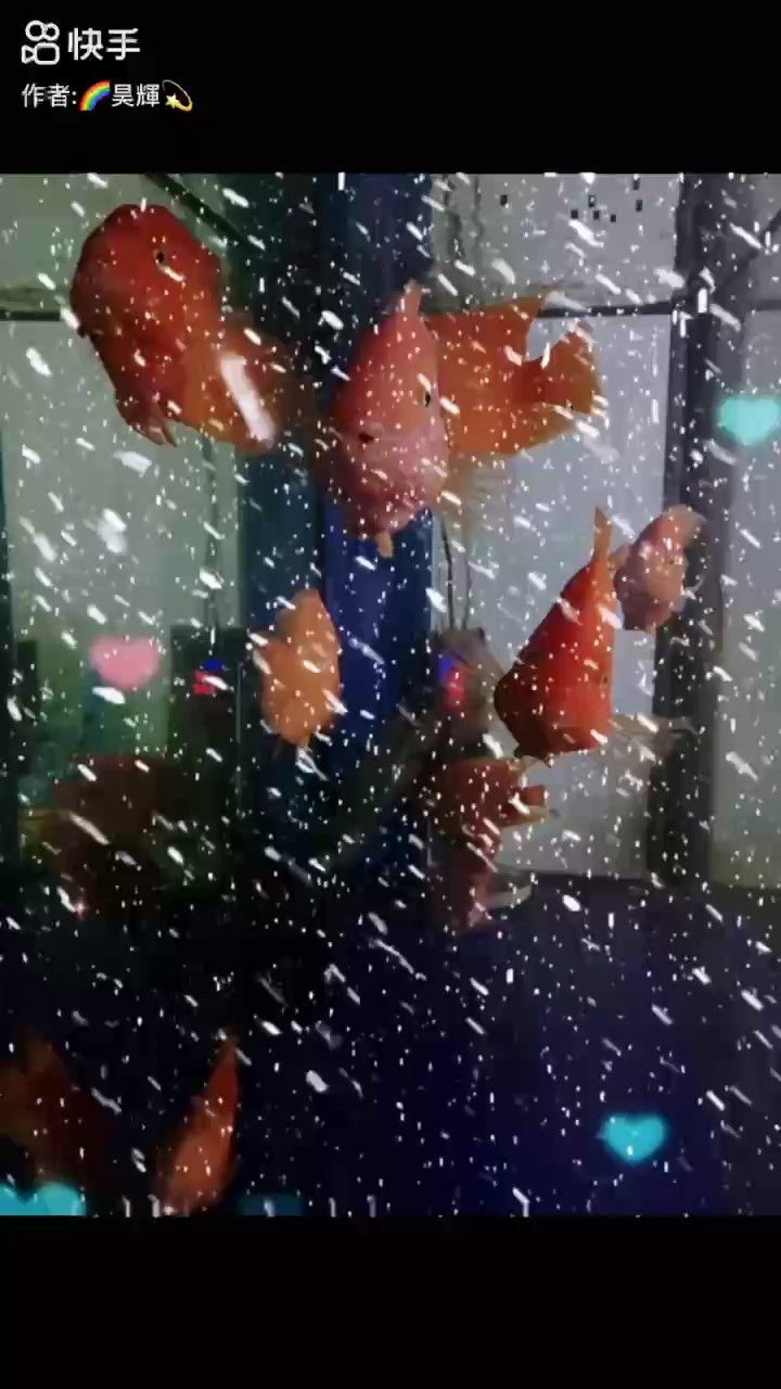 192天，?堅持打卡記錄 192天，?堅持打卡記錄 龍魚論壇
