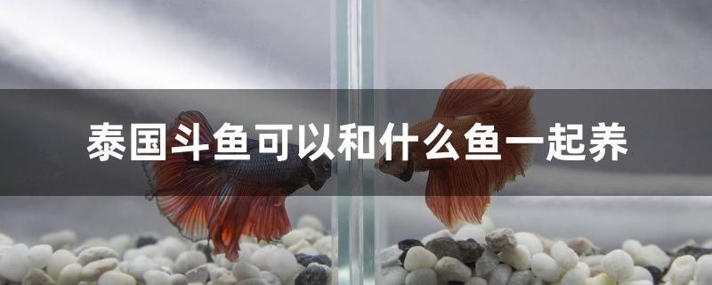 泰國斗魚可以和什么魚一起養