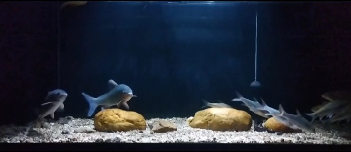 靜下來，看看魚。