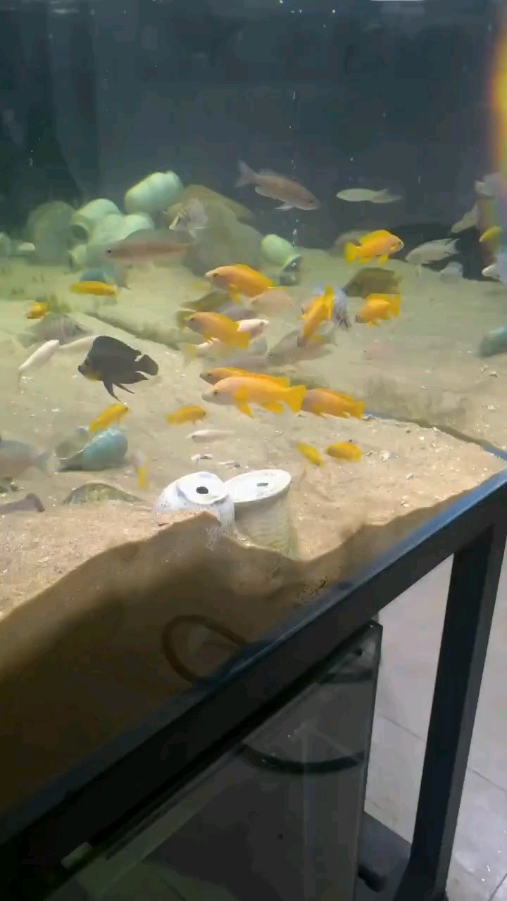 魅力坦噶尼喀湖