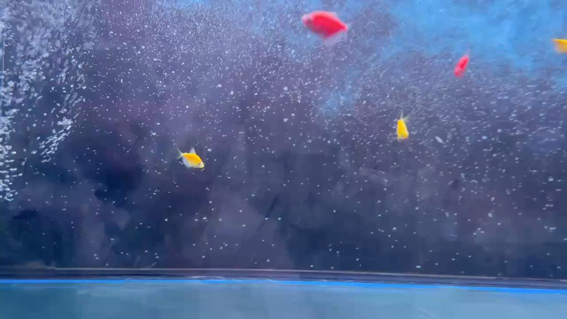 來吧 來吧 龍魚論壇 第1張