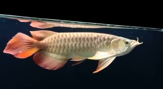 株洲紅龍魚價格2688貴嗎？