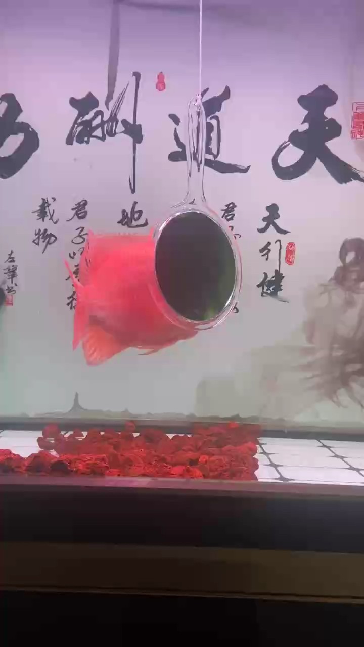 瓜子苗。一年92天。
