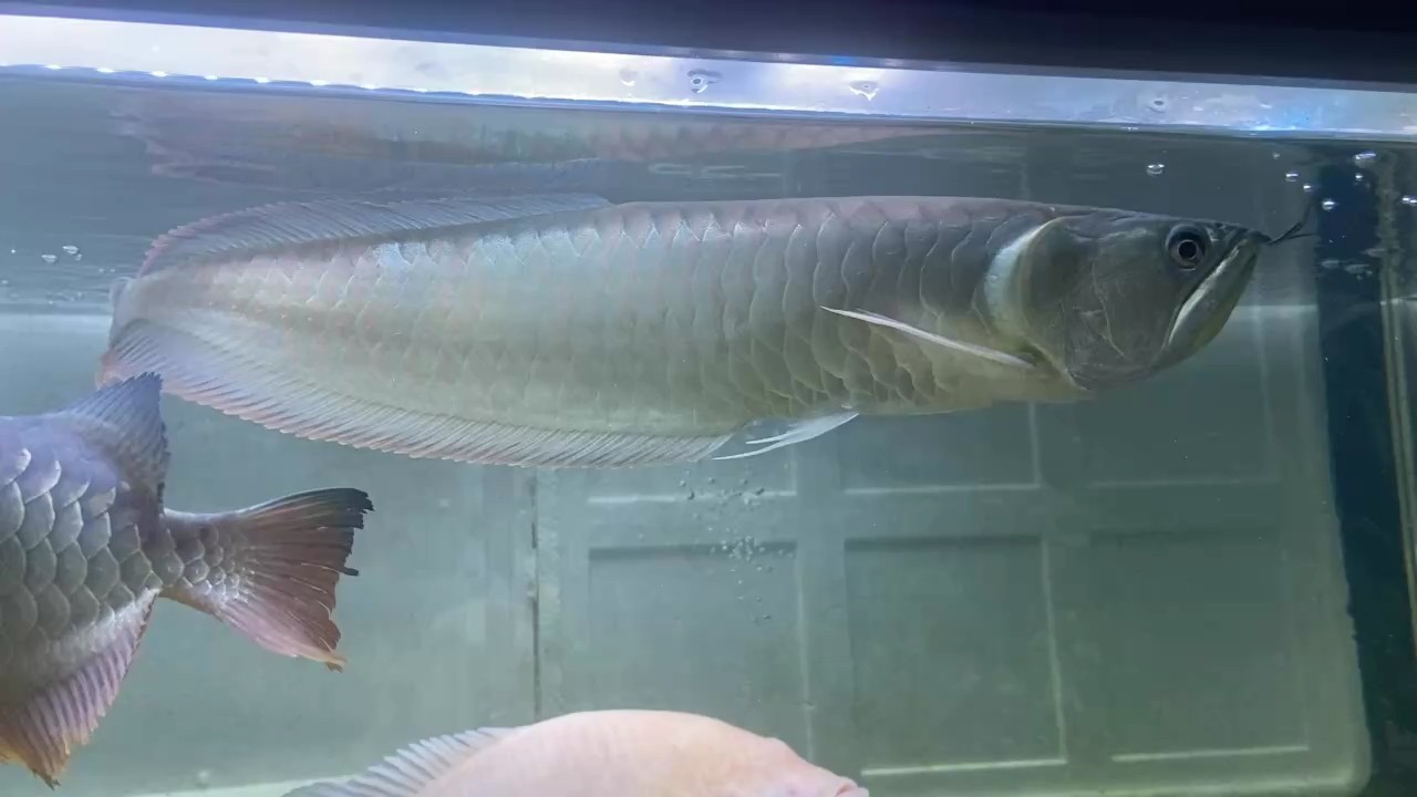 曾遇到一束光 曾遇到一束光 龍魚論壇