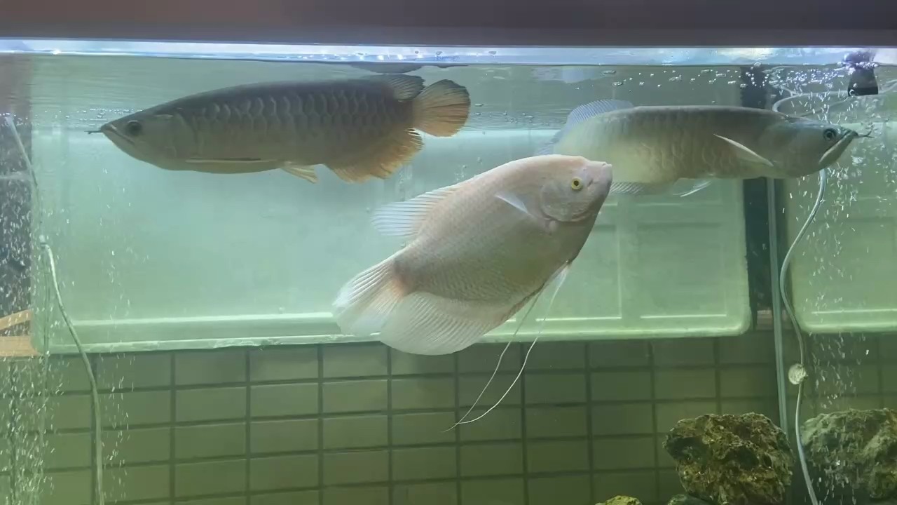 打個卡，蟲子大多都滅了 打個卡，蟲子大多都滅了 龍魚論壇