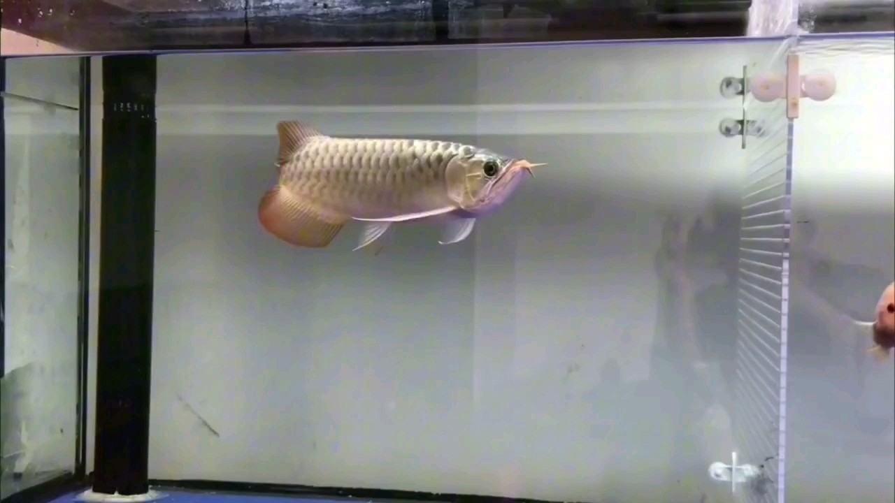 瞎忙一段時間，回歸龍魚??