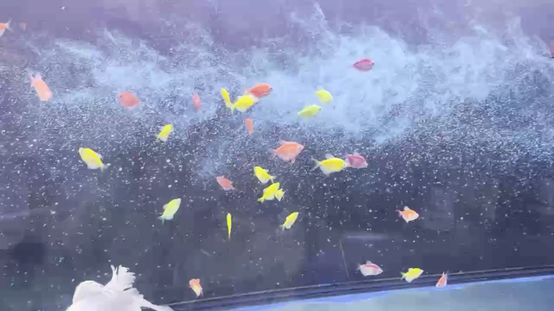 新隊(duì)員 新隊(duì)員 龍魚論壇