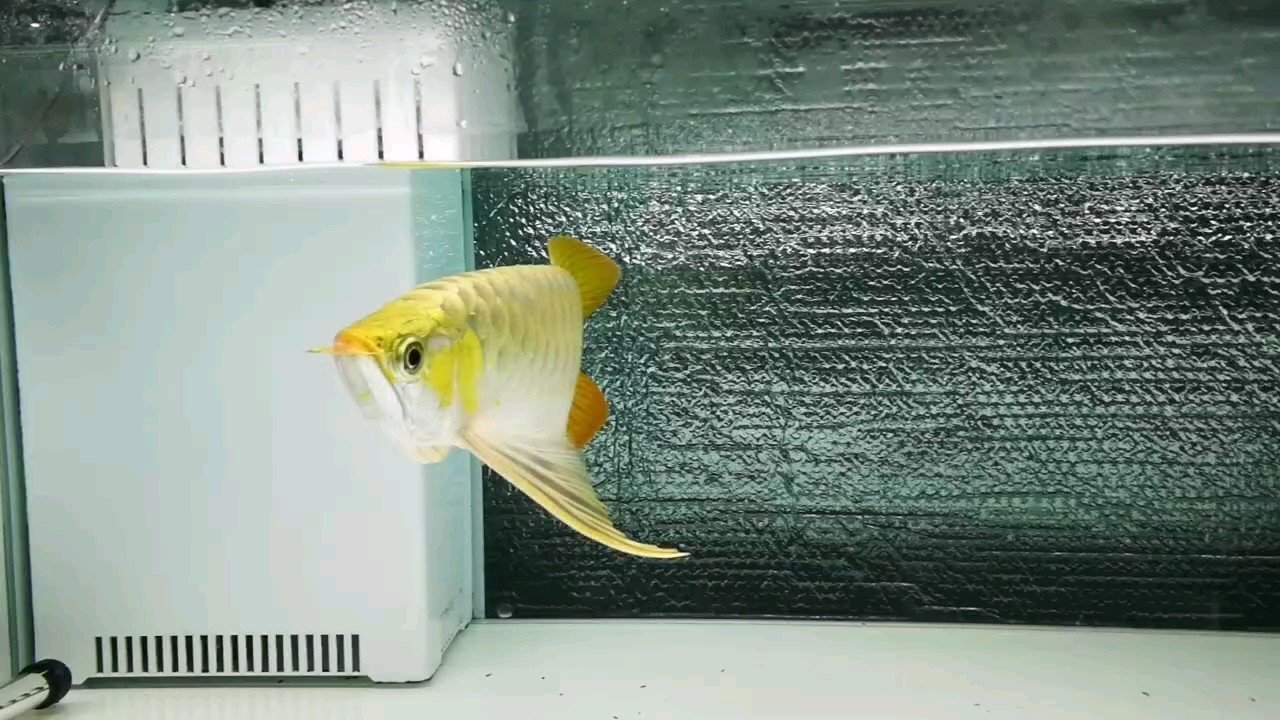 大展紅圖 大展紅圖 龍魚論壇