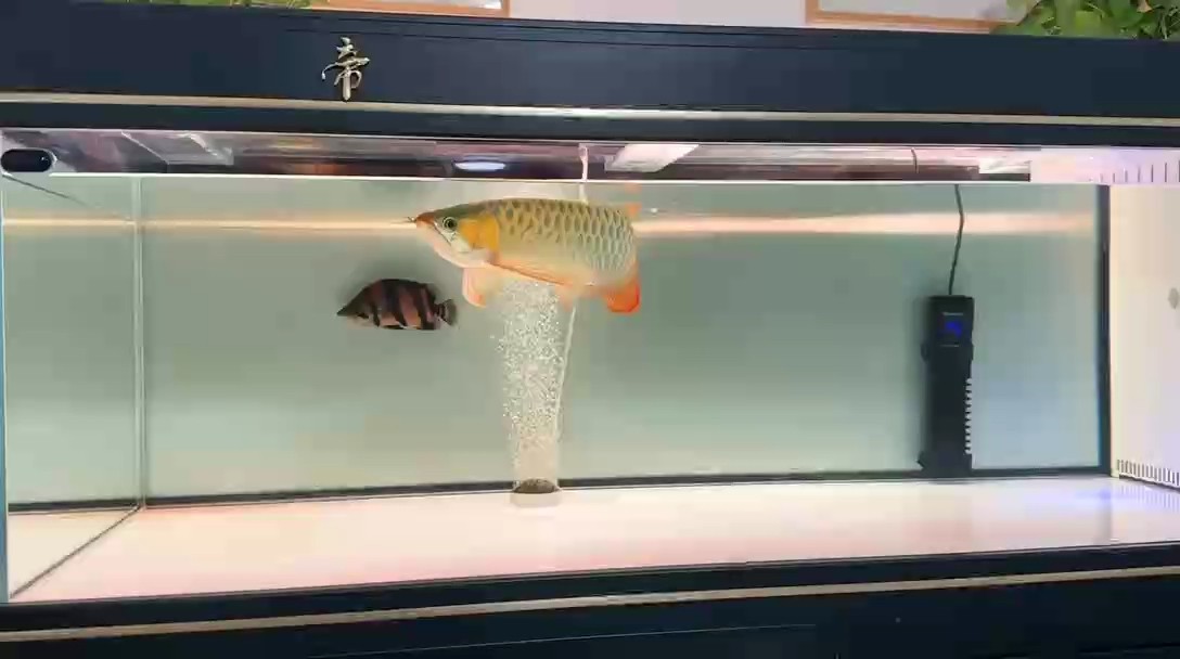 擦擦缸，換換水