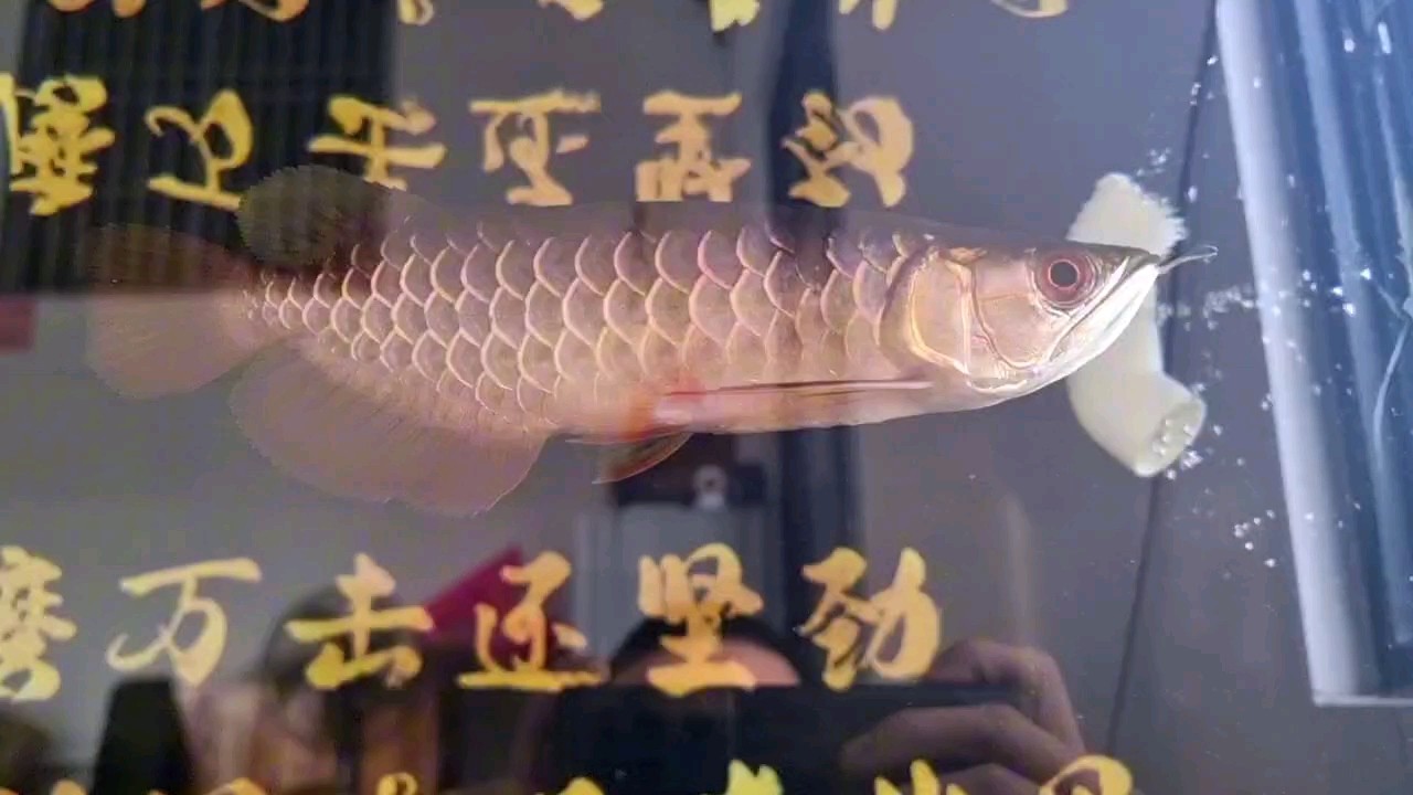 純自然光 純自然光 龍魚(yú)論壇