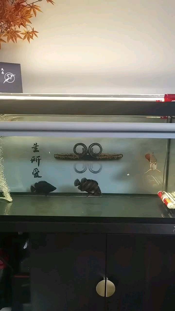 迎接新伙伴，起個名字吧