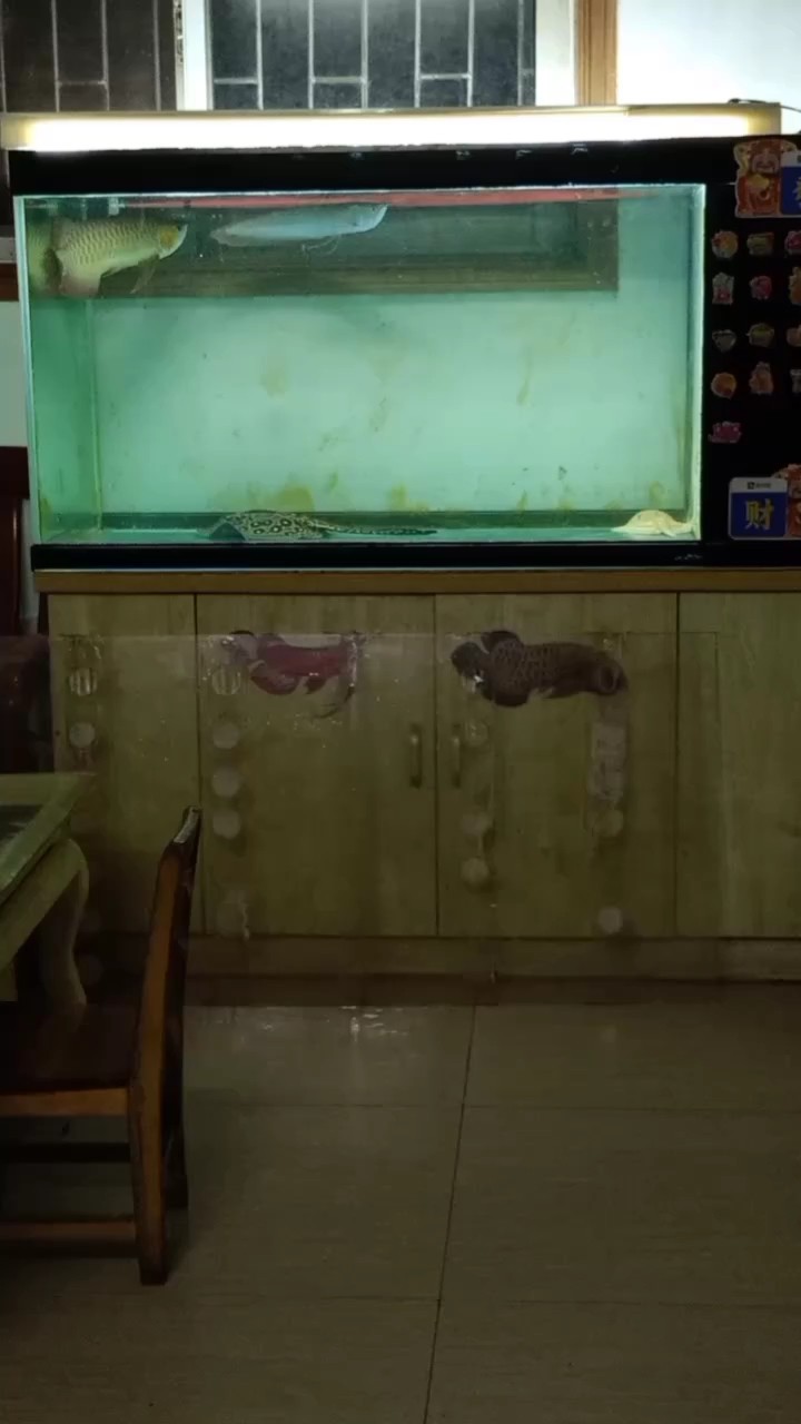 這喉袋鼓的，是公龍不？
