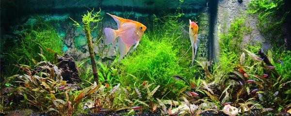 昆明市盤龍區(qū)龍臺(tái)灣水族店（昆明市盤龍區(qū)龍臺(tái)灣水族店地址）