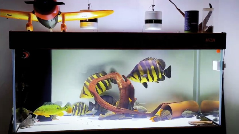 虎魚+清道夫 虎魚+清道夫 龍魚論壇