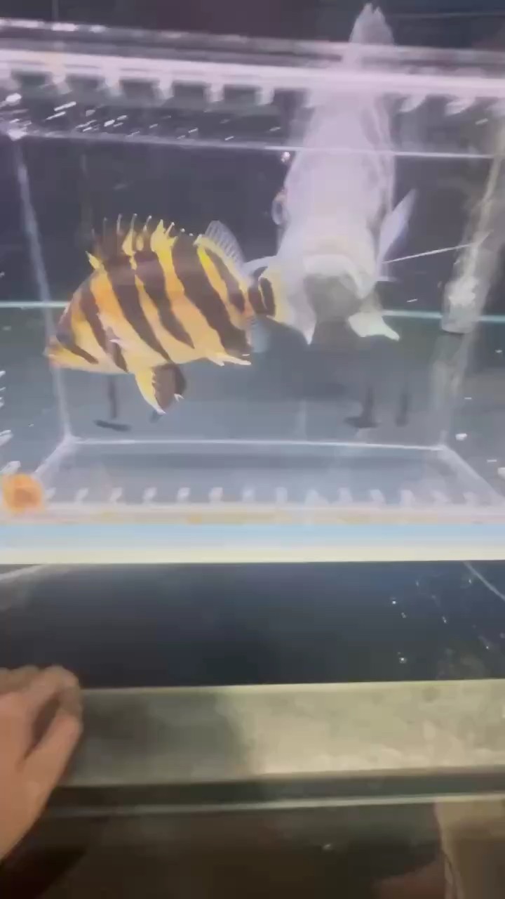 怎么喂養才會黃黑分明