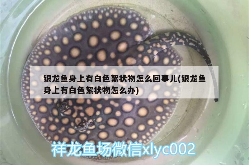 銀龍魚身上有白色絮狀物怎么回事兒(銀龍魚身上有白色絮狀物怎么辦)