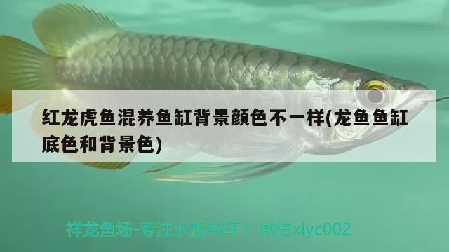 紅龍虎魚混養(yǎng)魚缸背景顏色不一樣(龍魚魚缸底色和背景色) 紅龍虎魚混養(yǎng)魚缸背景顏色不一樣(龍魚魚缸底色和背景色) 虎魚百科
