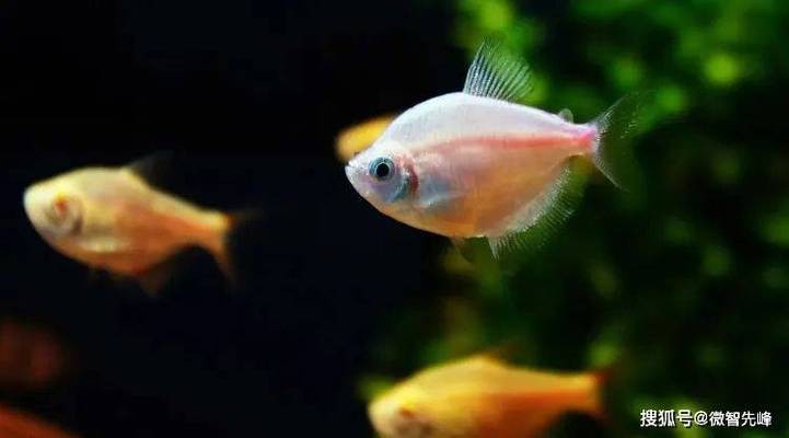 廣州市荔灣區永佳水族館（廣州市荔灣區永佳水族館地址）