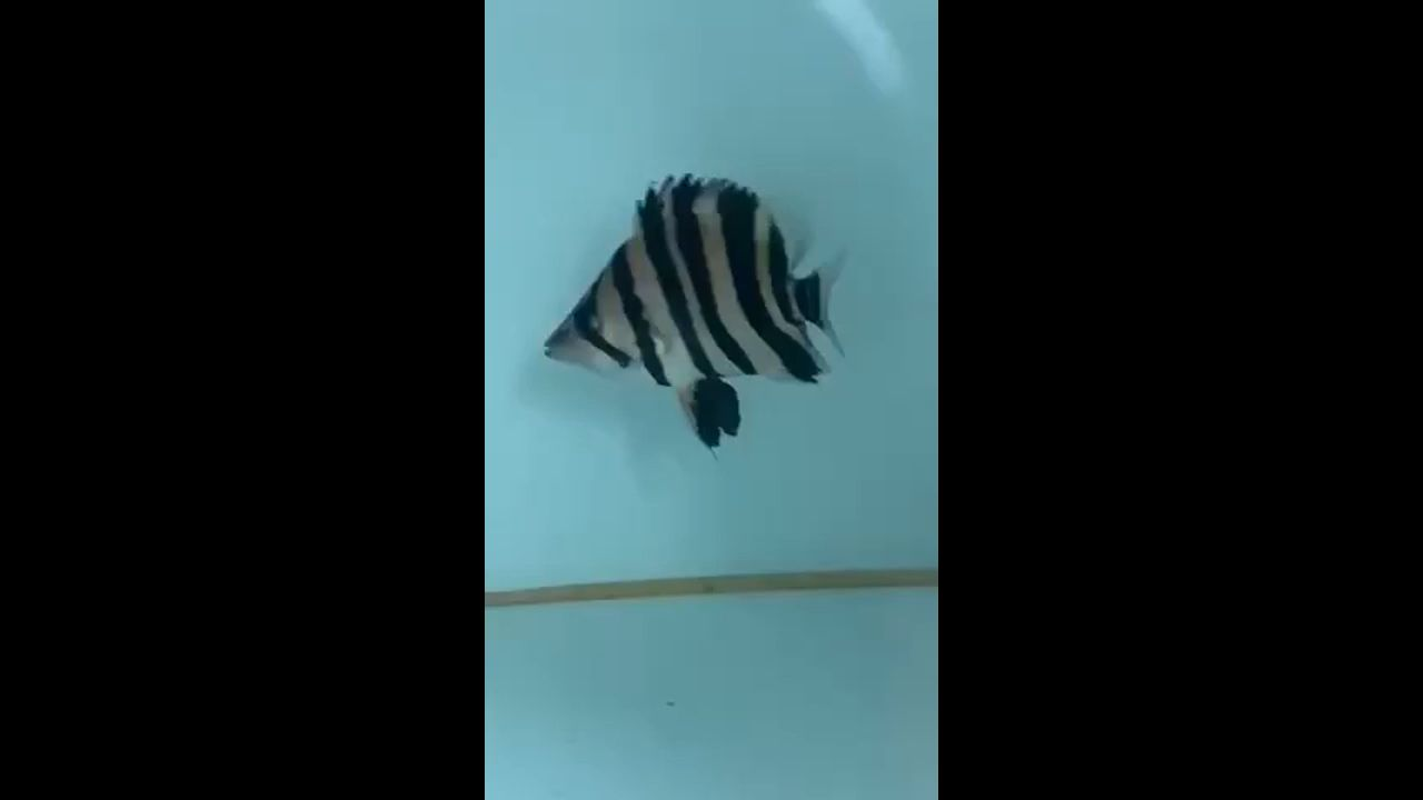 虎王虎魚(yú)圈