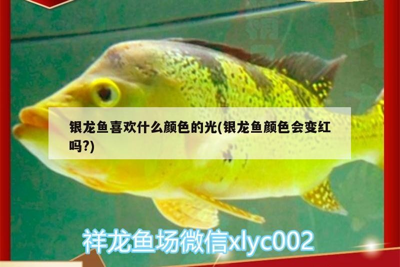 銀龍魚喜歡什么顏色的光(銀龍魚顏色會變紅嗎?)