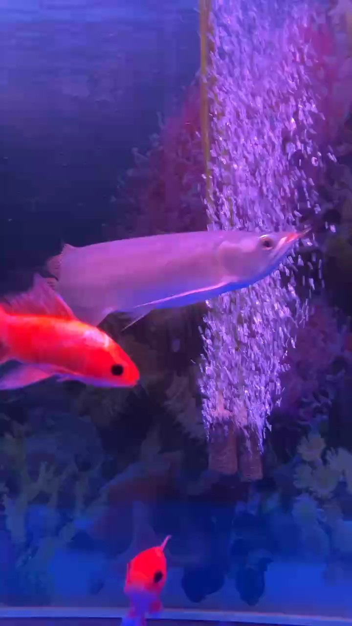 兩個月了，感覺沒長啊 兩個月了，感覺沒長啊 龍魚論壇