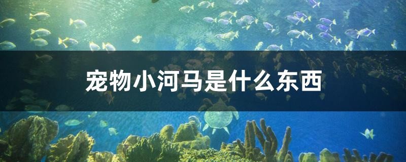 我的虎魚真菌感染了要怎么處理 寵物小河馬是什么東西 魟魚百科 寵物小河馬是什么東西 寵物小河馬是什么東西 魟魚百科