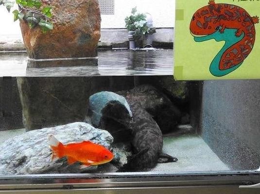 宜陽縣城關鎮泉森水族店（宜陽縣城關鎮泉森水族店電話） 宜陽縣城關鎮泉森水族店（宜陽縣城關鎮泉森水族店電話） 全國水族館企業名錄 第1張