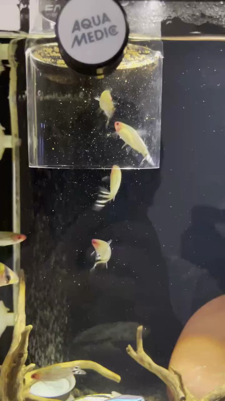 新手淡水開缸