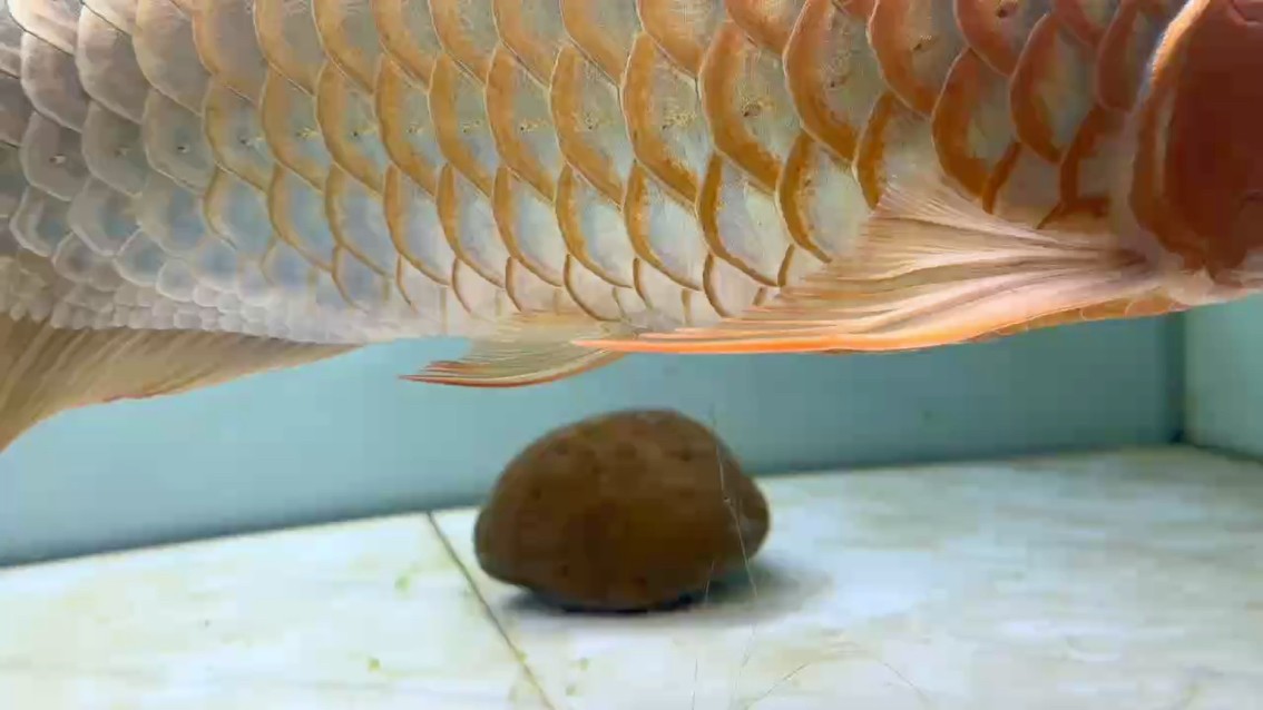 細節控