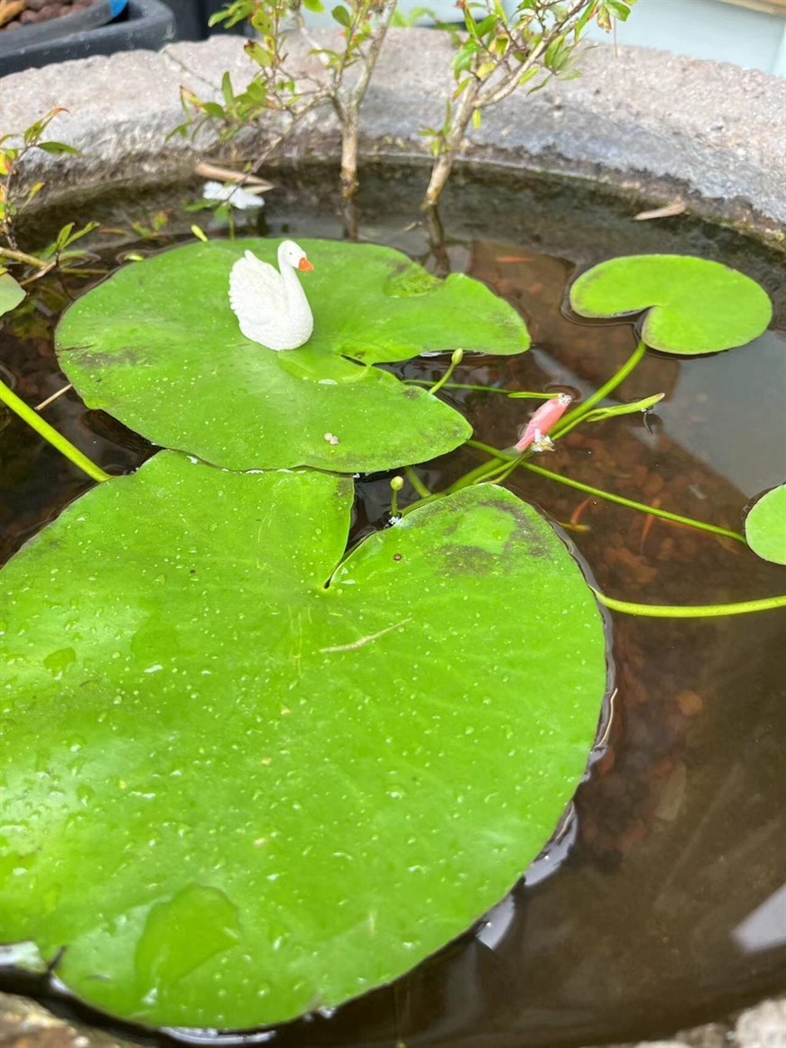 古法養(yǎng)魚 古法養(yǎng)魚 龍魚論壇