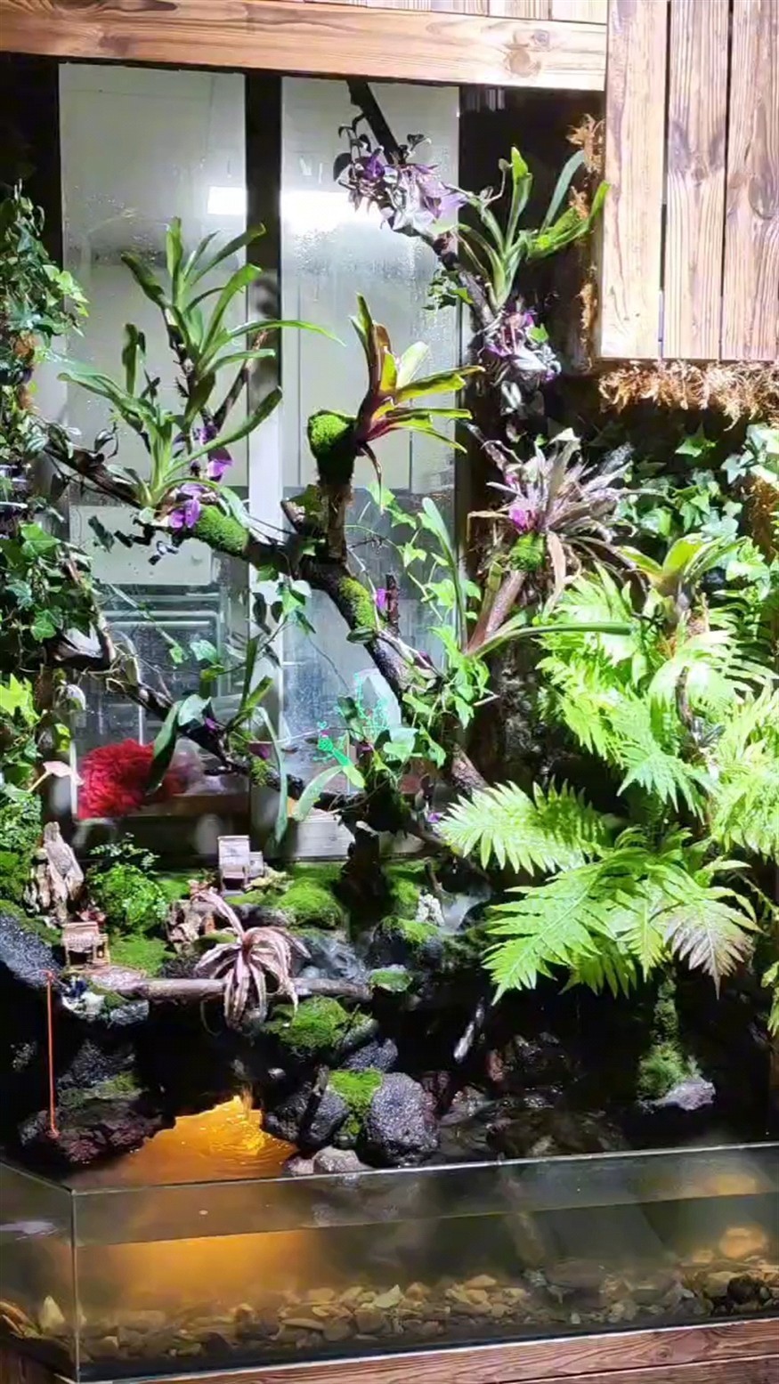 雨林 雨林 龍魚論壇