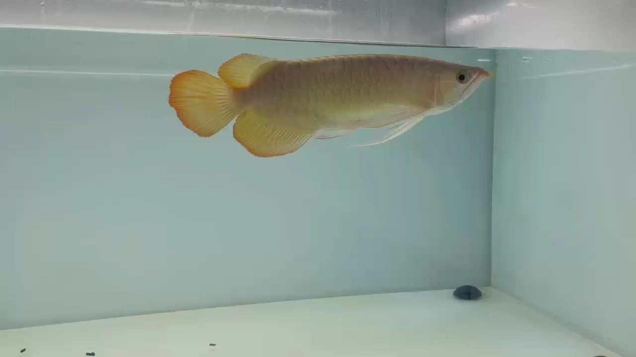 大湖魚 天勾也長胖了 大湖魚 天勾也長胖了 龍魚論壇 第1張